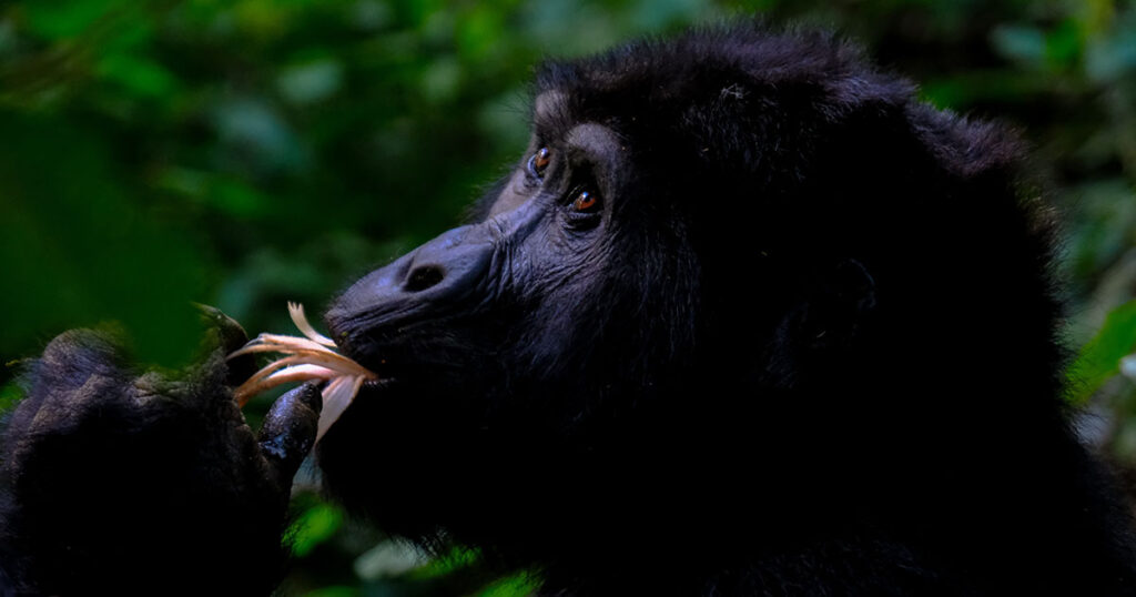 volcano national park rwanda home to mountain gorillas