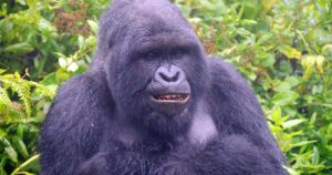Rwanda Wildlife & Gorilla Safari