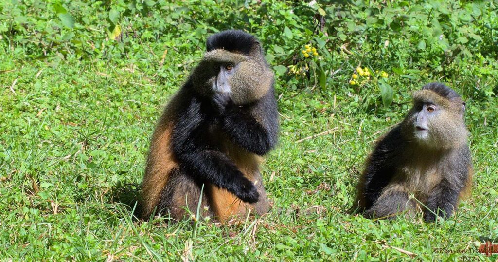 experience 1 day golden monkey tour rwanda