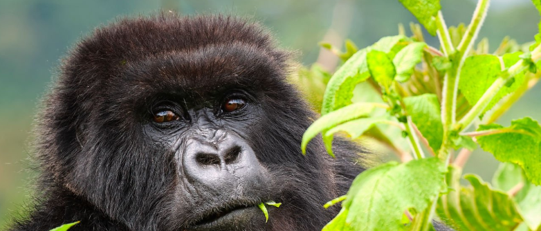 Mgahinga Gorilla National Park