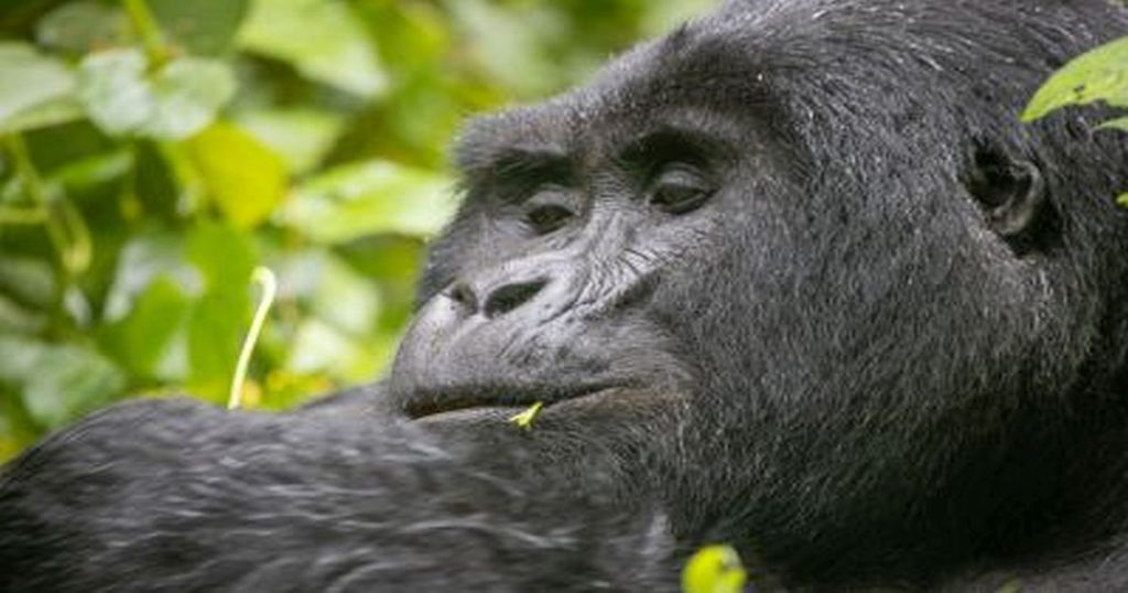 explore gorilla trekking in bwindi forest national park