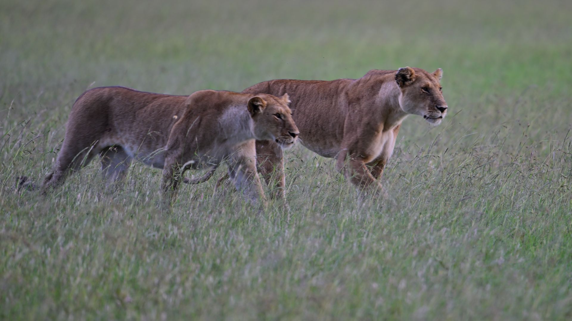 Akagera National Park