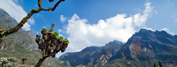 Rwenzori Mountain National park