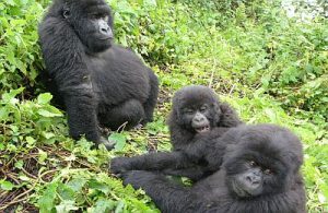 bwidi gorilla forest
