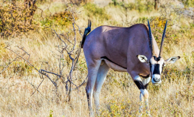 Tsavo East and Tsavo West National Parks