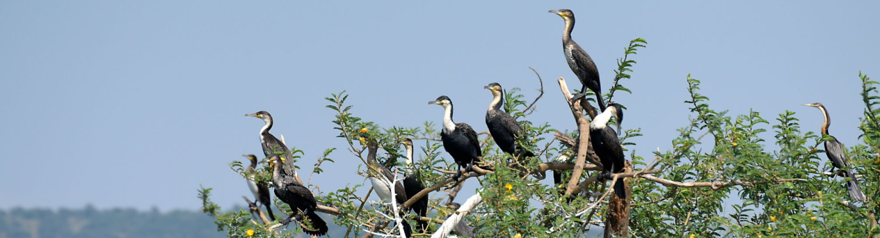 100 types of birds in rwanda