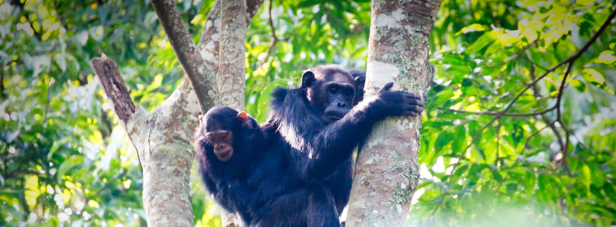 chimpanzee tracking in nyungwe forest rwanda