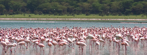 Lake Naivasha