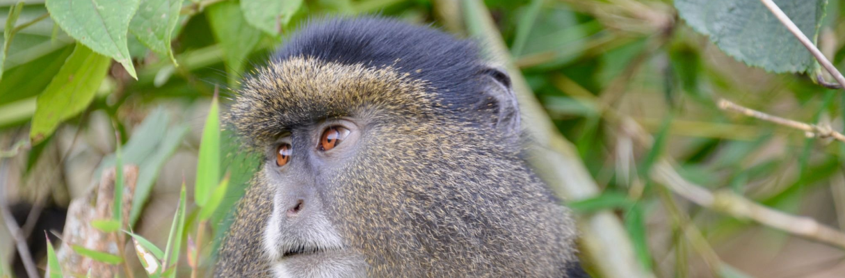 golden monkey in volcano national park