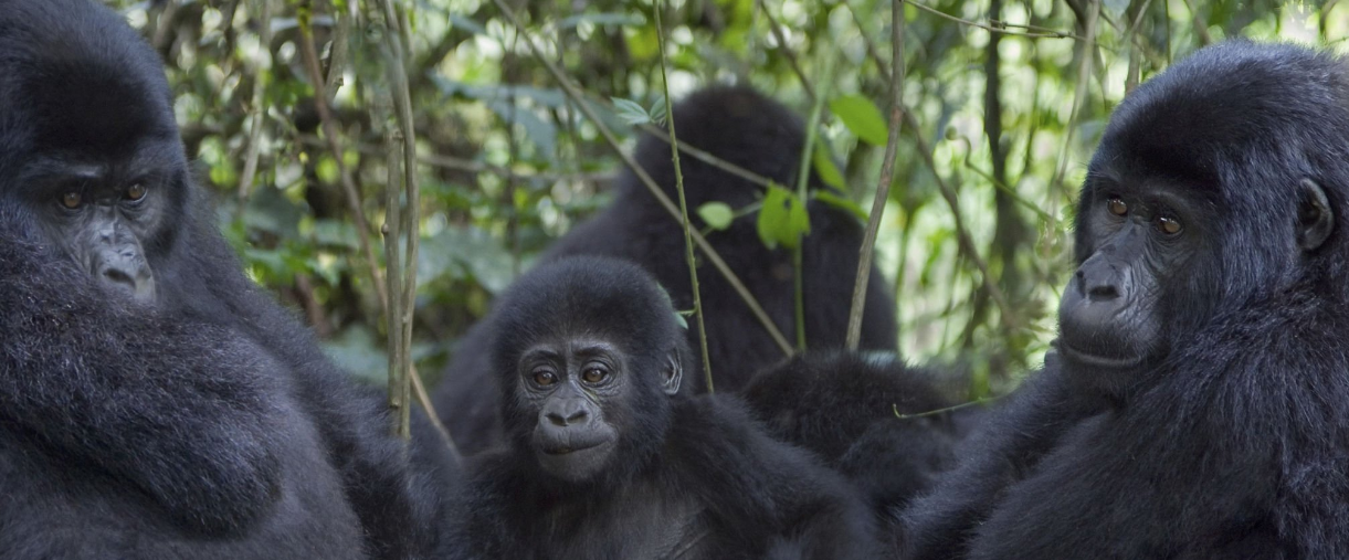 Group of tourists gorilla trekking in Uganda's dense, lush rainforest