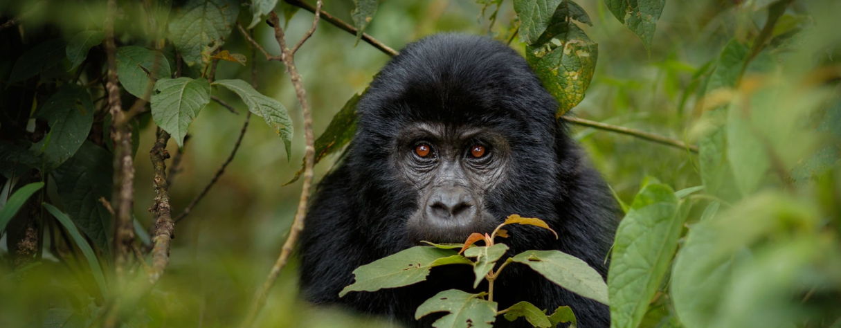 Bwindi Forest National Park