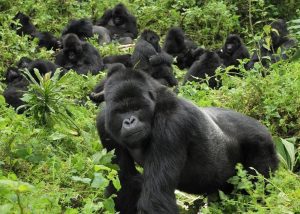 family of gorillas in mgahinga national park uganda