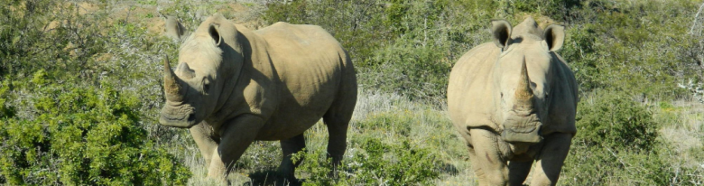 Ngulia Rhino Sanctuary