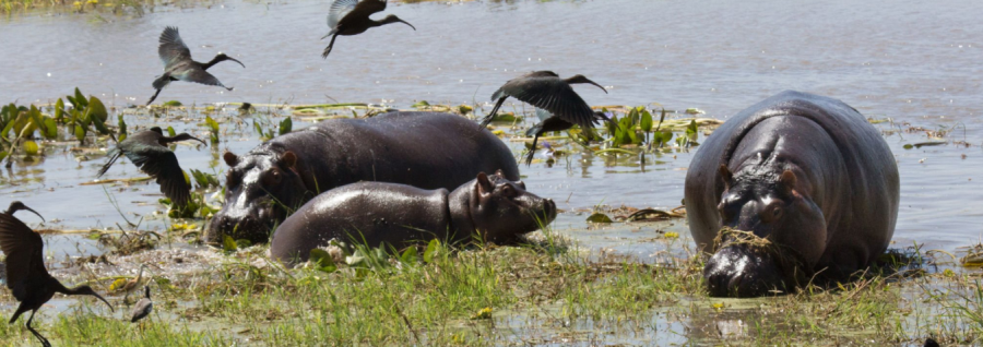 Queen Elizabeth National Park