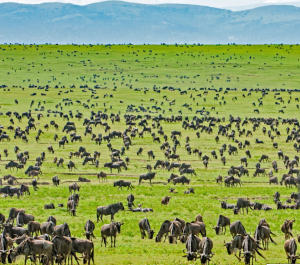 Serengeti National Park