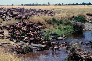 Wildebeest crossing a river during the Great Migration in Serengeti National Park