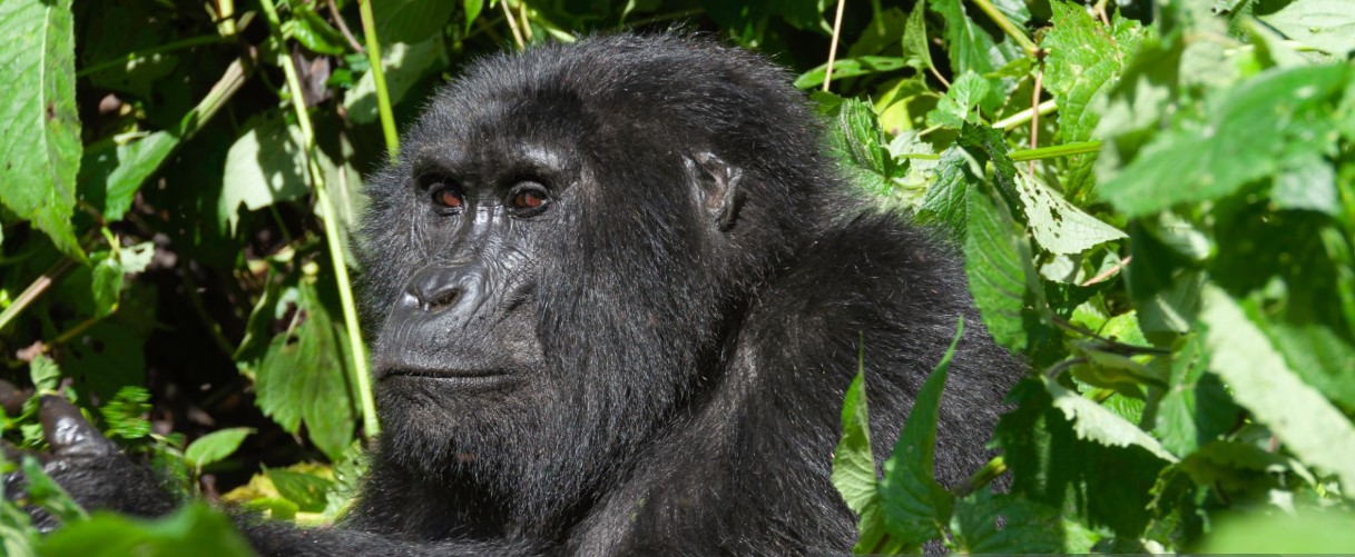 7 Days Uganda Gorilla and Kenya Wild Beast Migration