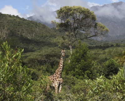 Arusha National Park