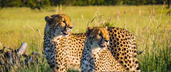 Big Five animals grazing in Ngorongoro Crater with stunning landscape backdrop"