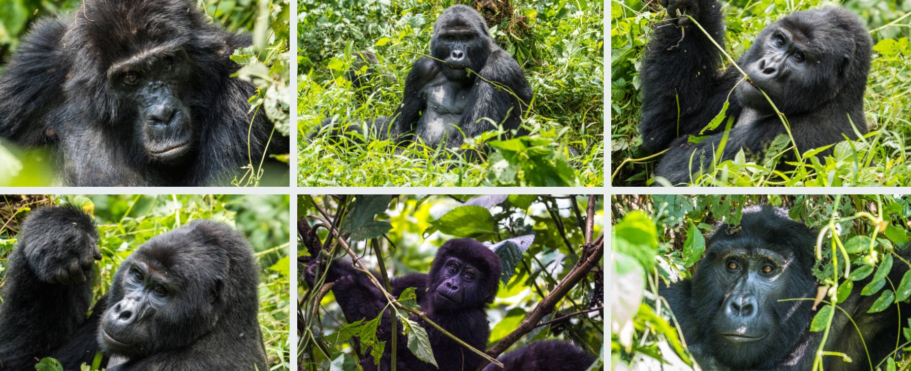 Ein majestätischer Berggorilla im Wald während einer Gorilla-Safari von Deutschland in Uganda oder Ruanda.