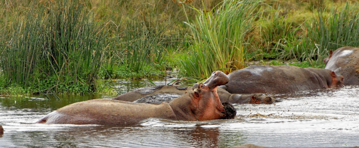 Lake Manyara National Park