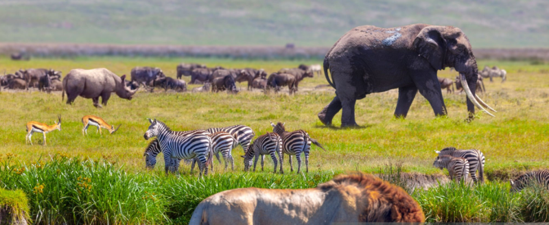 Ngorongoro Crater