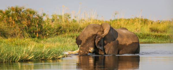 Selous Game Reserve