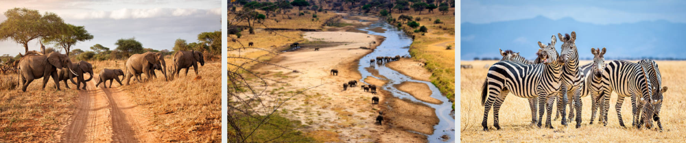 A panoramic view of Tarangire National Park in Tanzania, showcasing its diverse wildlife, iconic baobab trees, and scenic landscapes.