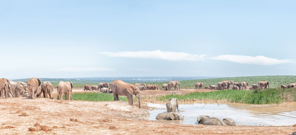 Tarangire National Park