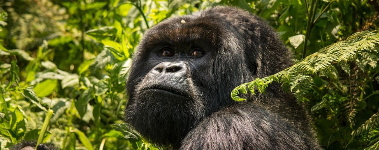 Virunga National Park