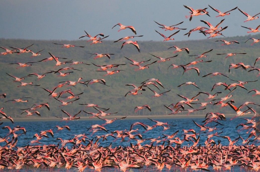 Bird Watching Safaris