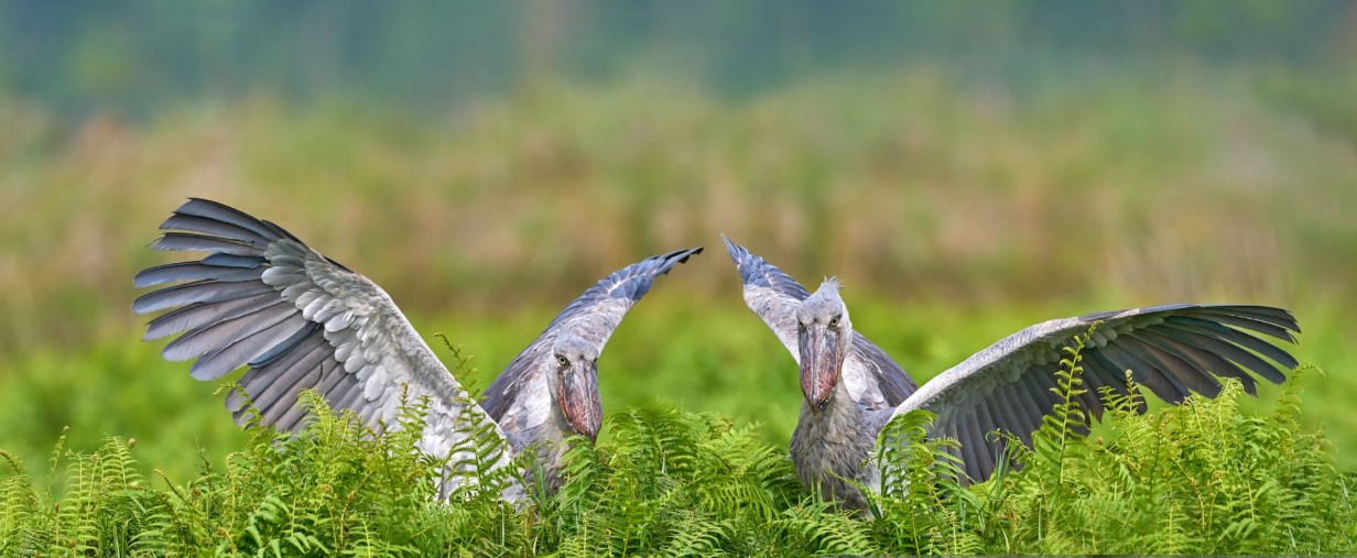 Mabamba Swamp